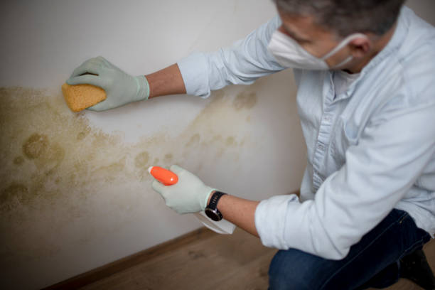 Mold Removal Process in Batavia, IL