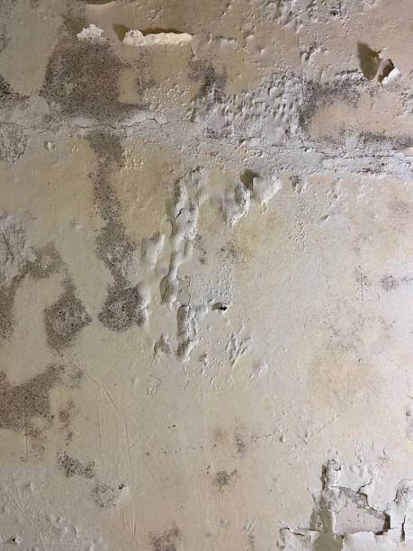 Best Emergency Mold Removal  in Batavia, IL